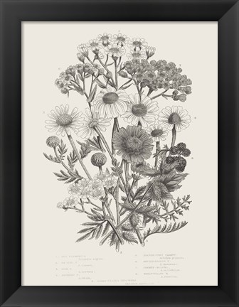 Framed Flowering Plants V Neutral Print