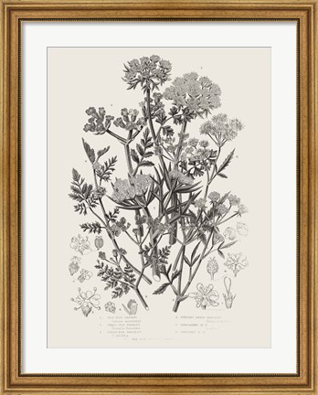 Framed Flowering Plants IV Neutral Print