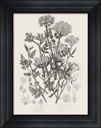 Framed Flowering Plants IV Neutral Print
