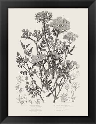 Framed Flowering Plants IV Neutral Print