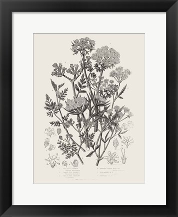 Framed Flowering Plants IV Neutral Print