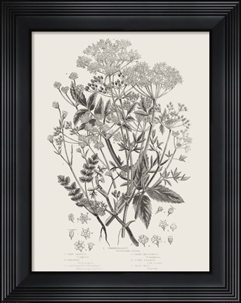 Framed Flowering Plants I Neutral Print