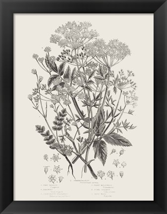 Framed Flowering Plants I Neutral Print