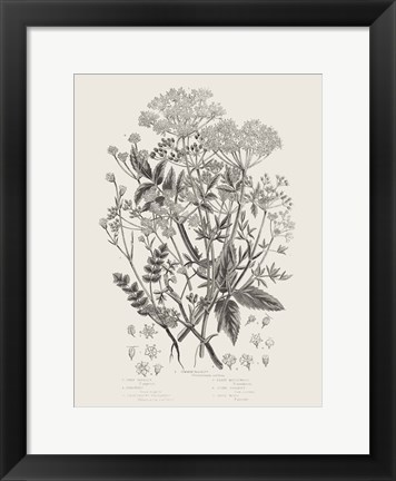 Framed Flowering Plants I Neutral Print