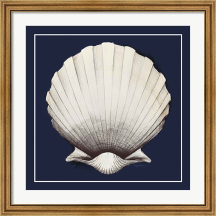 Framed Coastal Shell II with Border Navy Print