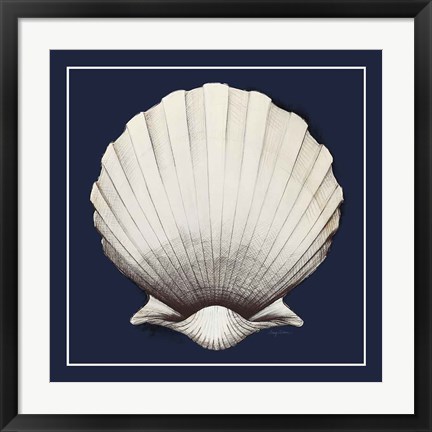 Framed Coastal Shell II with Border Navy Print