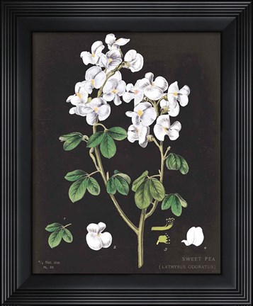 Framed White Sweet Pea Chart Print