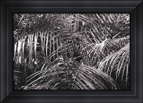 Framed Tropical Fronds BW Print