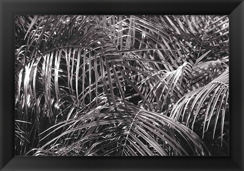 Framed Tropical Fronds BW Print