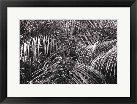 Framed Tropical Fronds BW Print