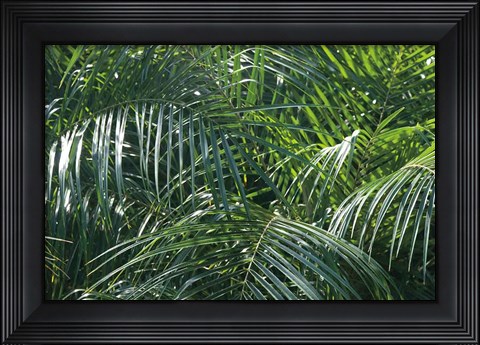 Framed Tropical Fronds Print