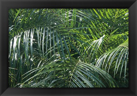 Framed Tropical Fronds Print