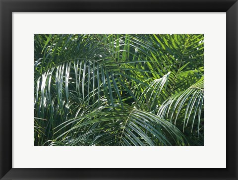 Framed Tropical Fronds Print