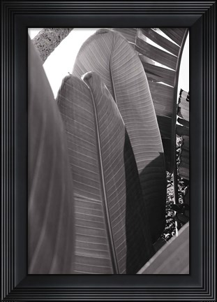 Framed Palm Detail IV BW Print