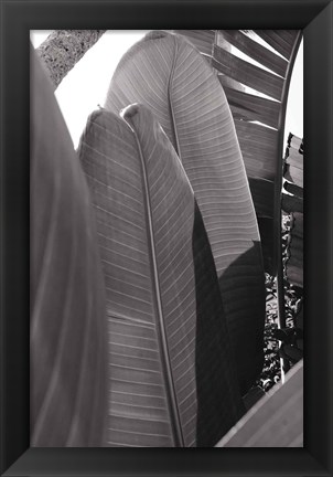 Framed Palm Detail IV BW Print