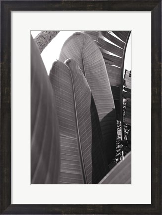 Framed Palm Detail IV BW Print