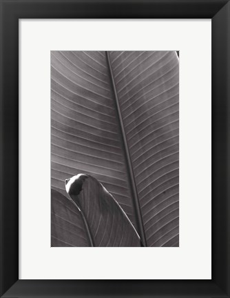Framed Palm Detail III BW Print