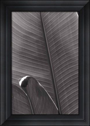 Framed Palm Detail III BW Print