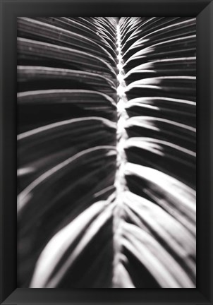 Framed Palm Detail II BW Print