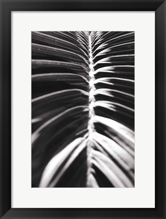 Framed Palm Detail II BW Print