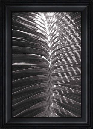 Framed Palm Detail I BW Print