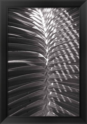 Framed Palm Detail I BW Print