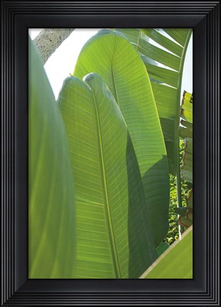 Framed Palm Detail IV Print