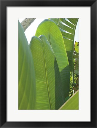 Framed Palm Detail IV Print