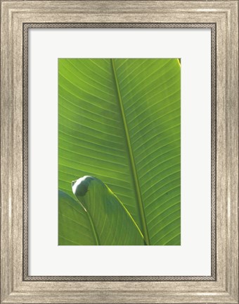 Framed Palm Detail III Print