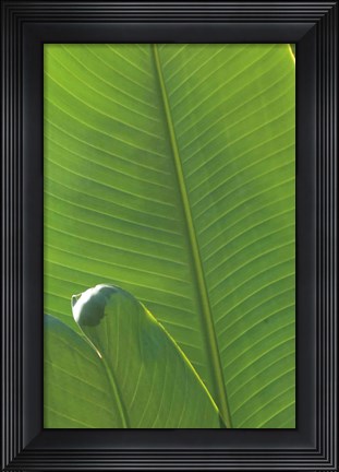 Framed Palm Detail III Print