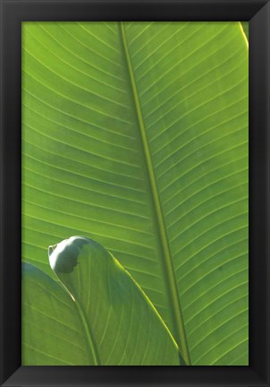 Framed Palm Detail III Print