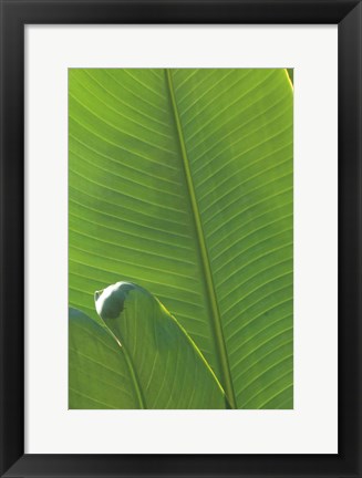 Framed Palm Detail III Print