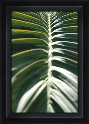 Framed Palm Detail II Print