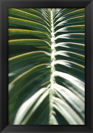 Framed Palm Detail II Print