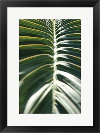 Framed Palm Detail II Print