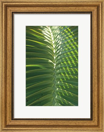 Framed Palm Detail I Print