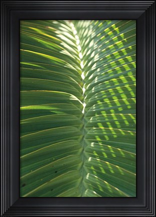 Framed Palm Detail I Print