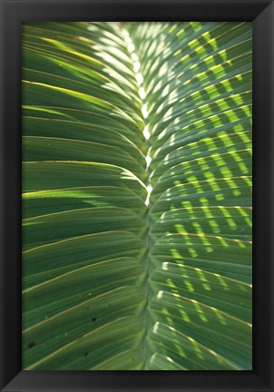 Framed Palm Detail I Print