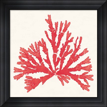 Framed Pacific Sea Mosses IV Red Print