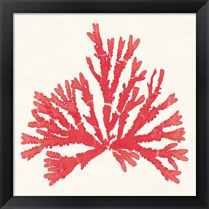 Framed Pacific Sea Mosses IV Red Print