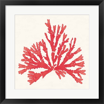 Framed Pacific Sea Mosses IV Red Print