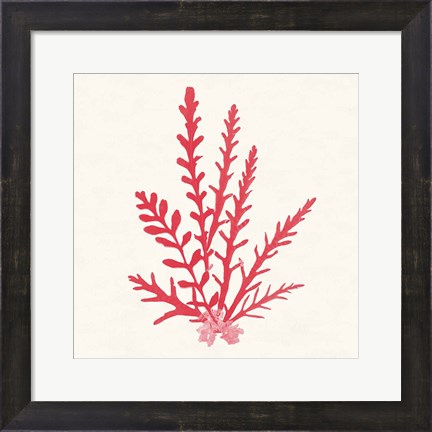 Framed Pacific Sea Mosses III Red Print