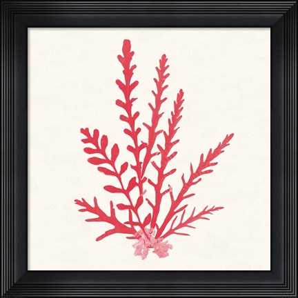 Framed Pacific Sea Mosses III Red Print