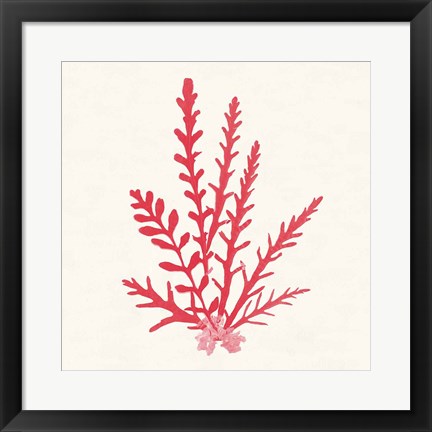 Framed Pacific Sea Mosses III Red Print