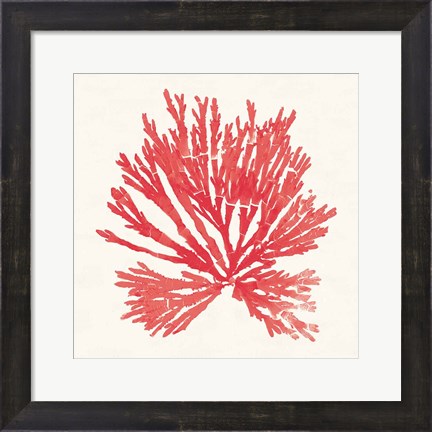 Framed Pacific Sea Mosses II Red Print