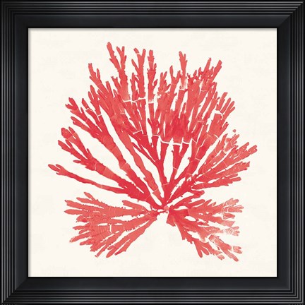 Framed Pacific Sea Mosses II Red Print