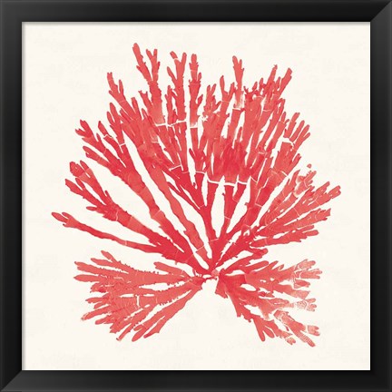 Framed Pacific Sea Mosses II Red Print