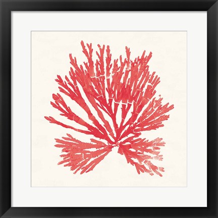 Framed Pacific Sea Mosses II Red Print