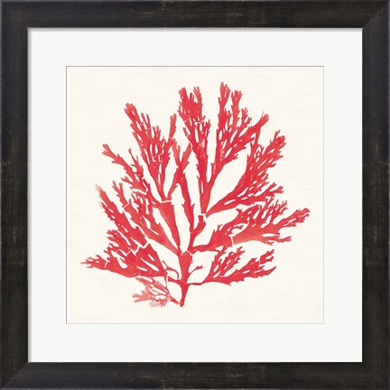 Framed Pacific Sea Mosses I Red Print
