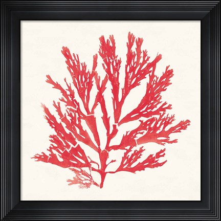 Framed Pacific Sea Mosses I Red Print